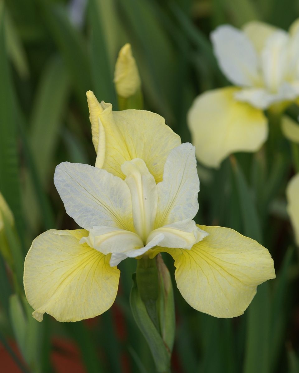 Iris sibirica Butter and Sugar - 1 rot