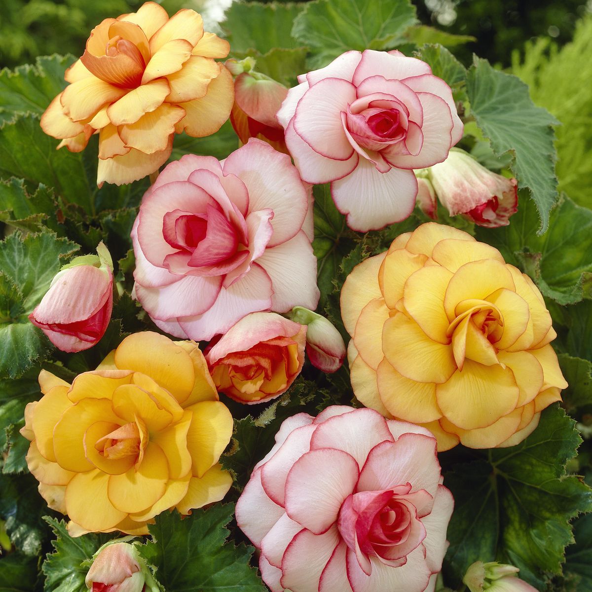 Begonia Picotee Mixed - 5 knoller