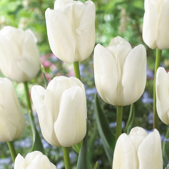 Hovedbilde Tulipan White Dream - 25 løk 