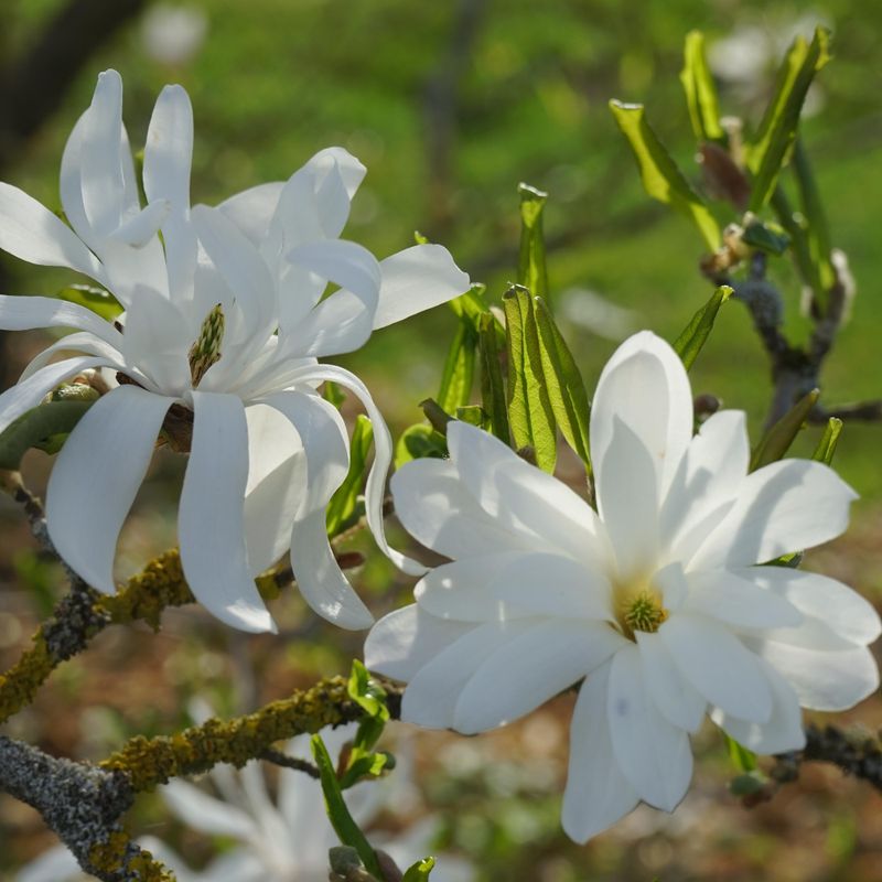 Magnolia stellata Royal Star. Stjernemagnolia  1 plante i 9 cm potte