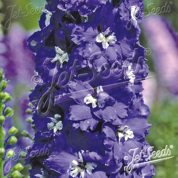 Hovedbilde Delphinium elatum F1 Royal Aspirations - Frø -   ...